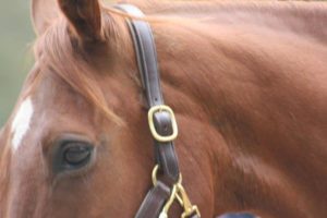 Deworming your horse