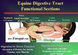 Horse Digestive System