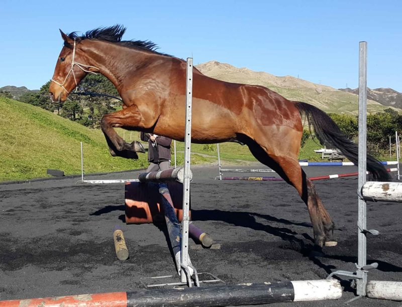 Horse Recovery Archives Ranvet