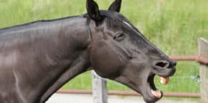 Sign of choke in your horse