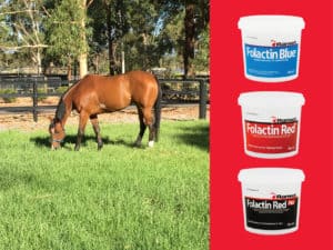 The Importance of Calcium and Phosphorus in your horses diet