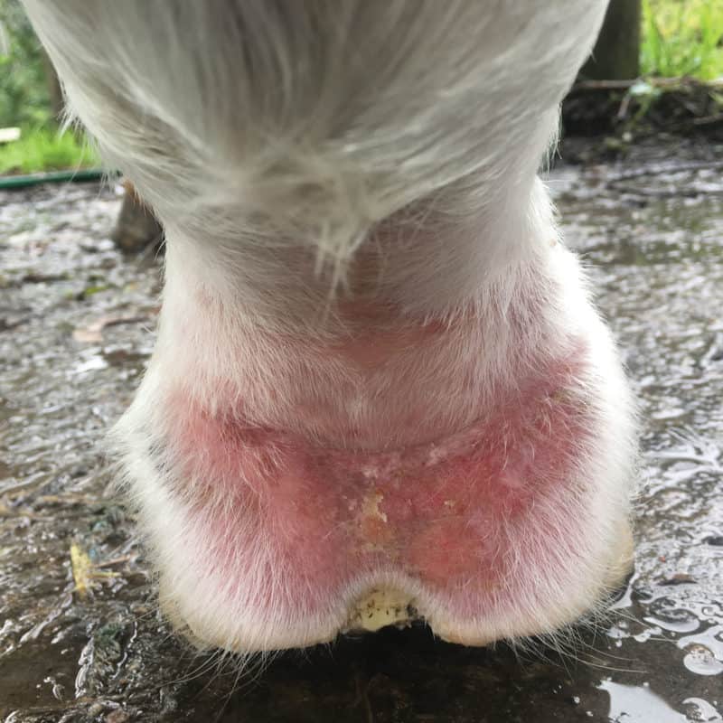 How to treat Greasy Heel Ranvet