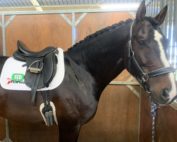 Correct Dressage Saddle