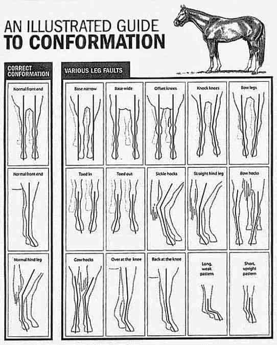 Conformation in Yearlings