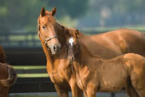 Selecting a Broodmare