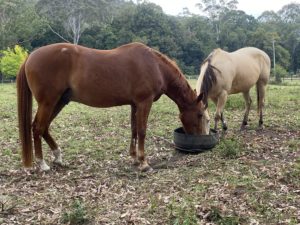 Feeding Older Horses