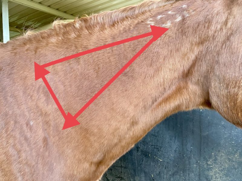 IM (Intramuscular) & IV (Intravenous) Injections for horses Ranvet