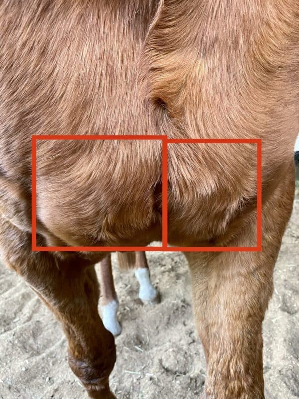 IM (Intramuscular) & IV (Intravenous) Injections for horses Ranvet