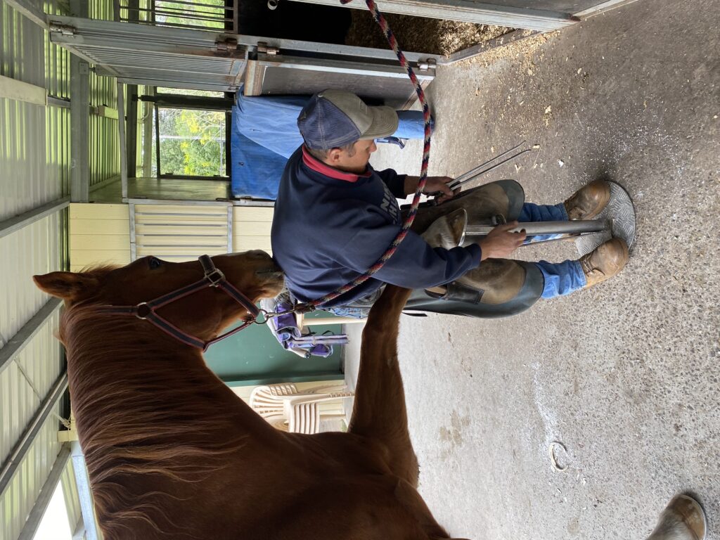 Navicular Syndrome in Horses How to help your horse Ranvet