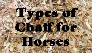 Chaff for Horses