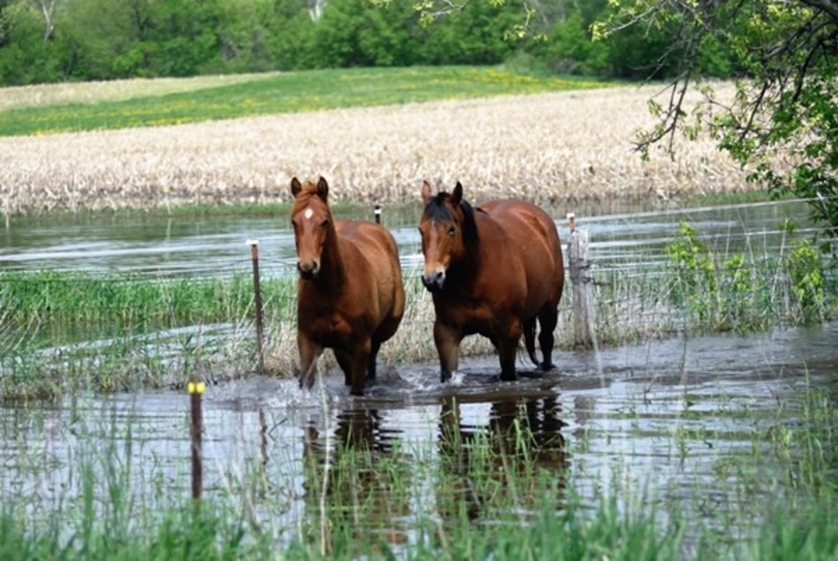 horses during floods