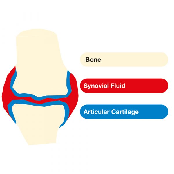Joint health & function in horses Injuries and disease in joints Ranvet