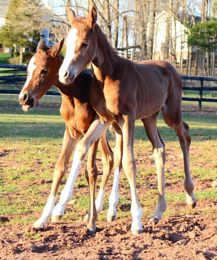 Can horses have twins? Ranvet