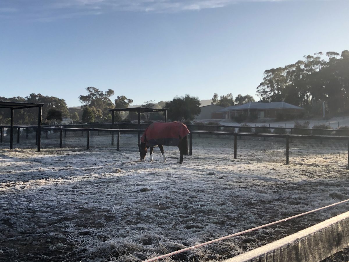 Should I rug my horse Ranvet