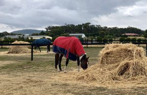 Do I need to feed my horse more hay in winter?