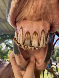 Taking care of horses' teeth