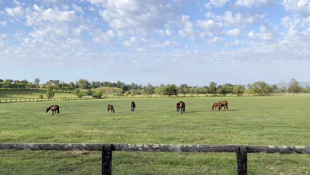 How often should you clean your horses’ paddock Ranvet