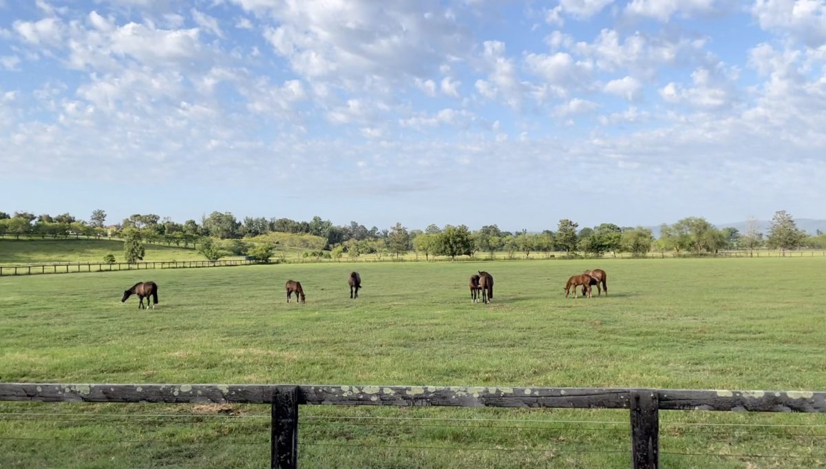 How often should you clean your horses’ paddock Ranvet