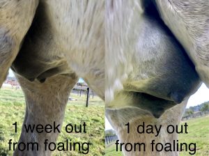 Signs of foaling