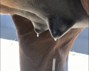 Signs of foaling