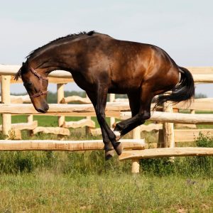 Horse Hyperactive