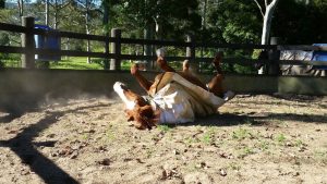 Why do horses roll?