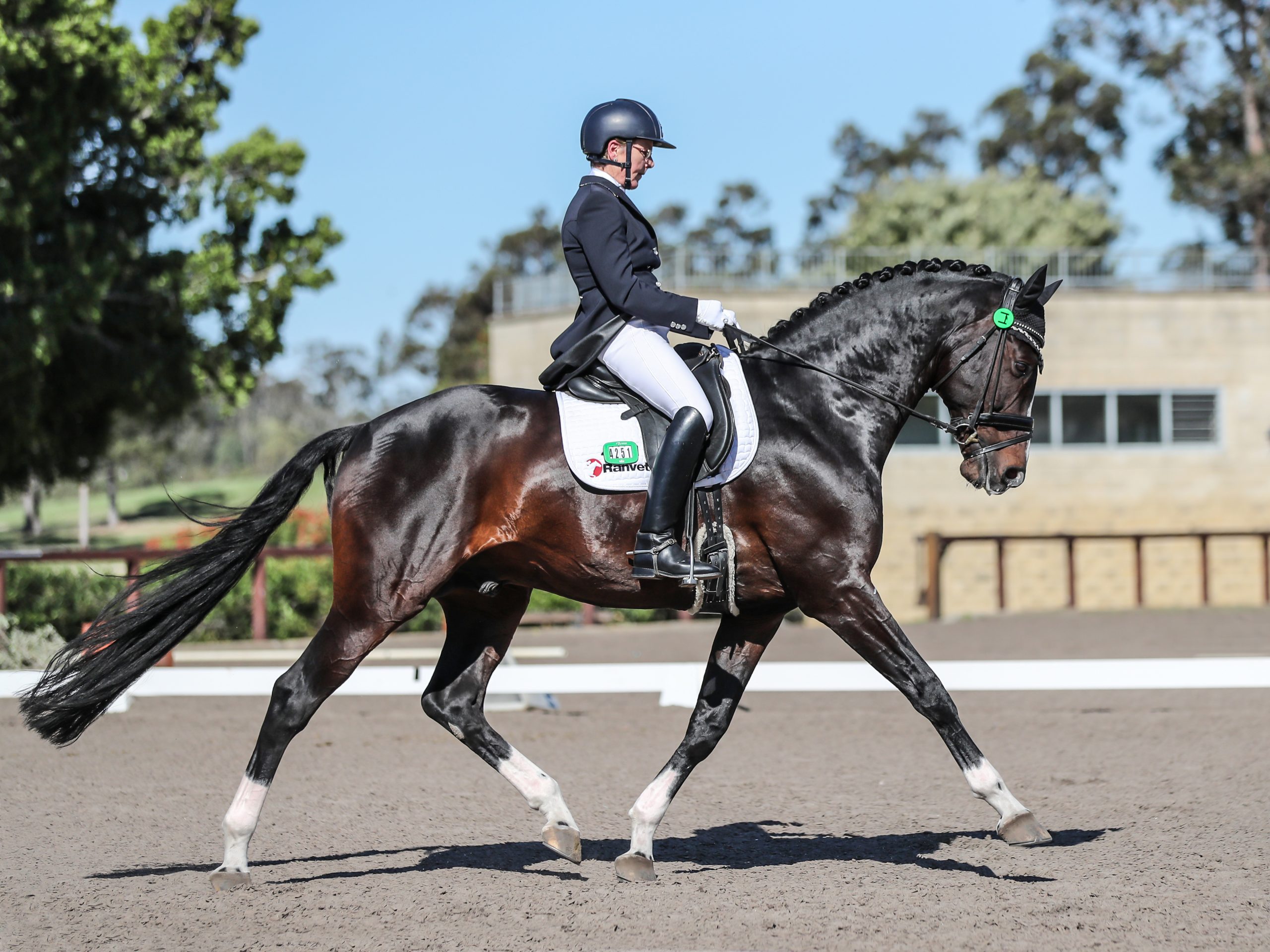 Dressage Levels And Required Movements Ranvet Dressage Levels And Required Movements Ranvet