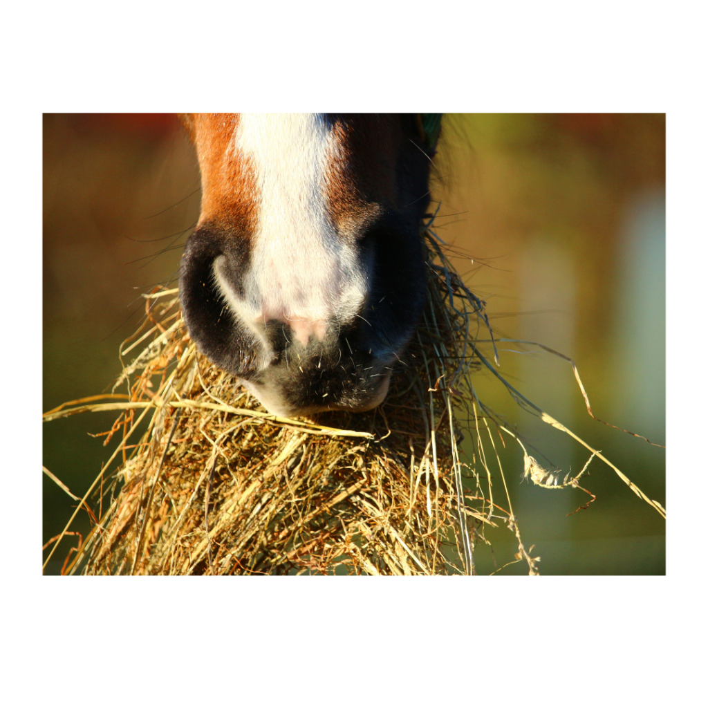 embryo transfer Ranvet