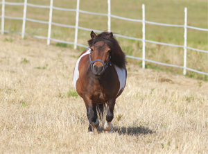 equine metabolic syndrome
