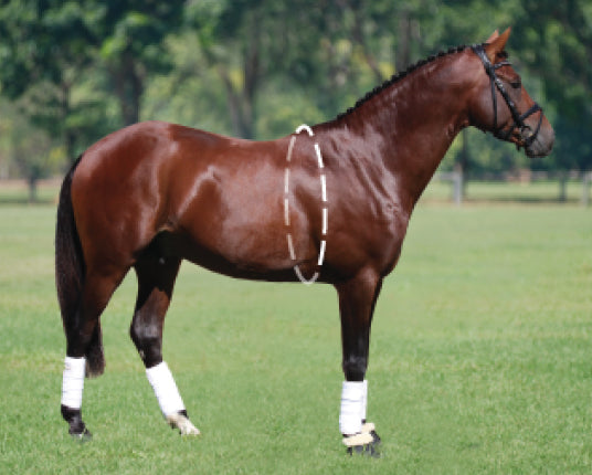 Measuring a horse's heart girth