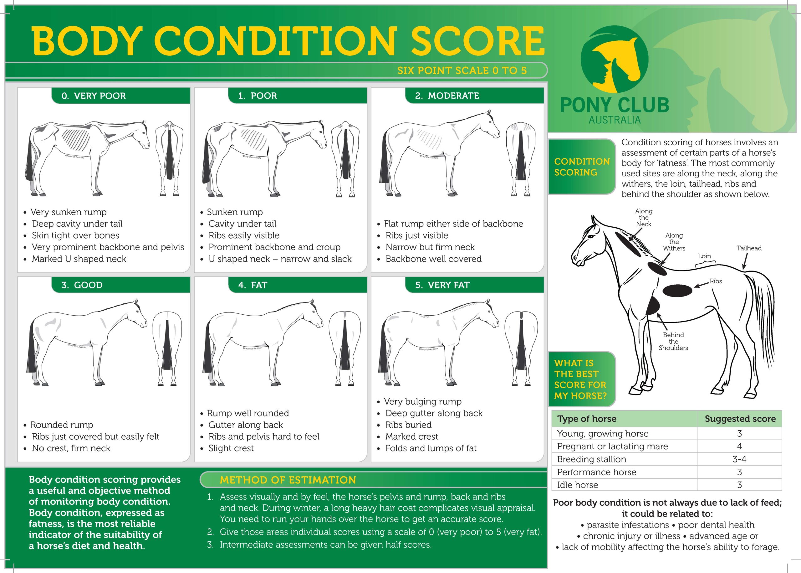 Pony Club Australia body condition score chart