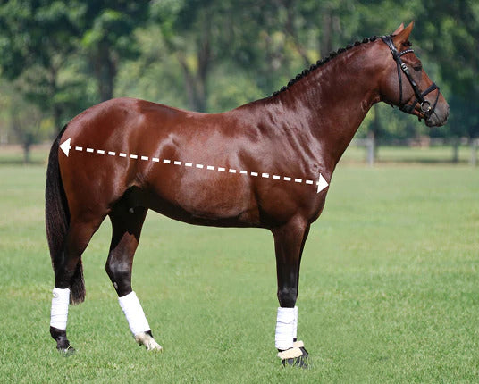 Measuring a horse's body length