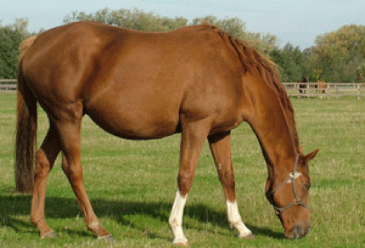 Broodmare Rations Ranvet