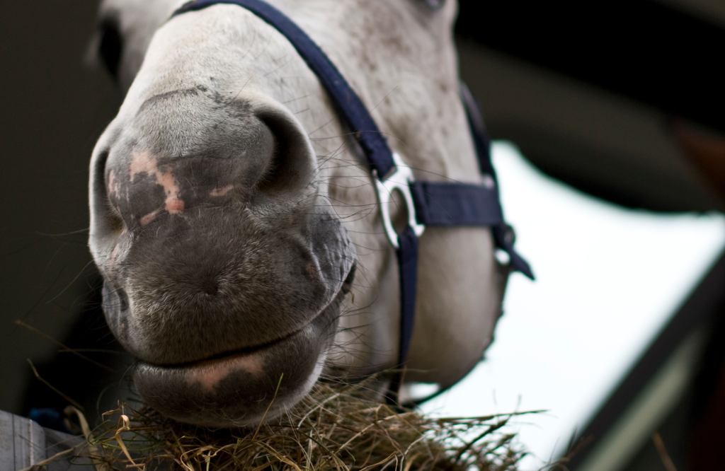 Helpful tips to keep your horse warm and happy this winter. Ranvet
