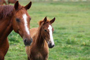 Foal and Mare