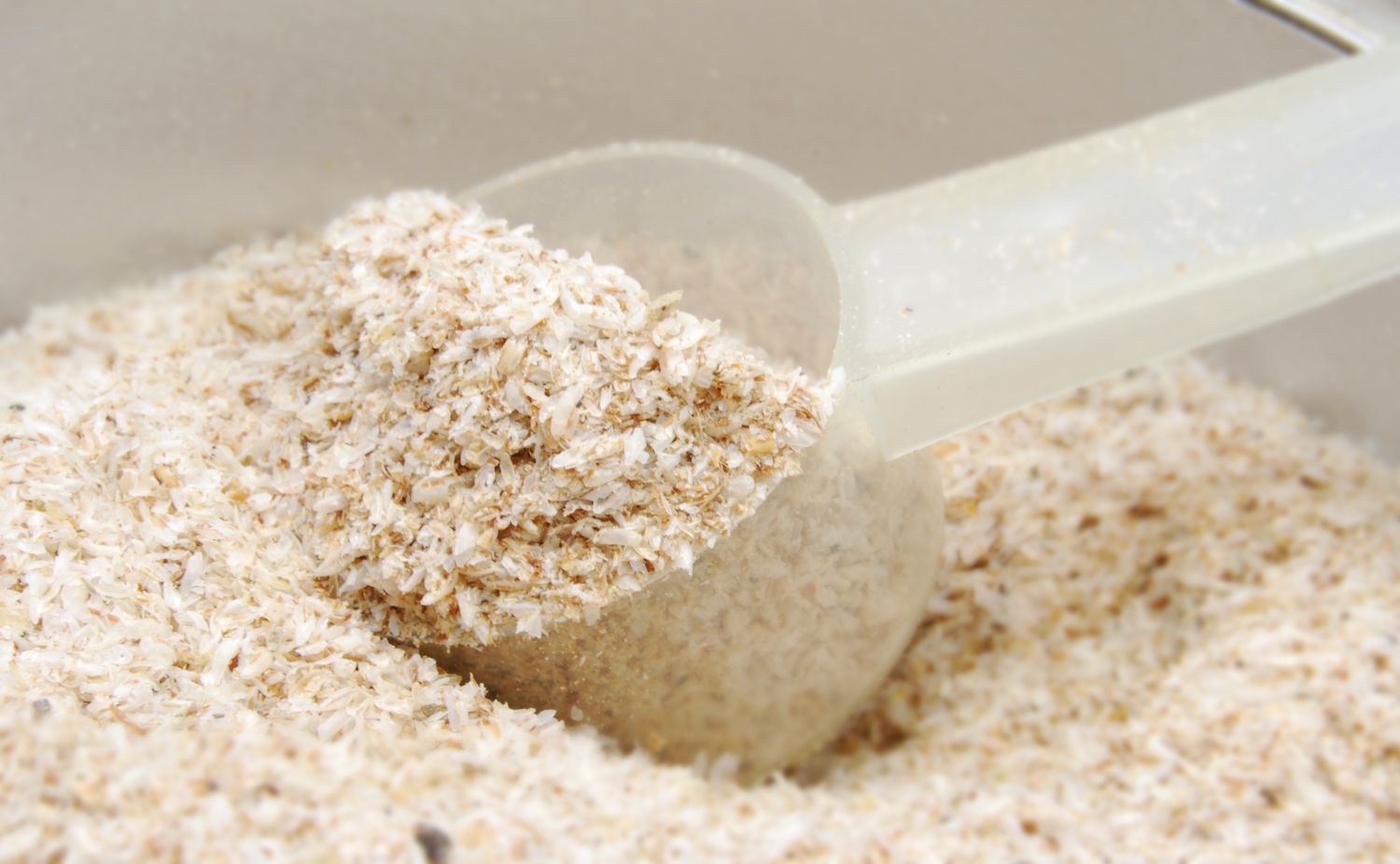 Psyllium