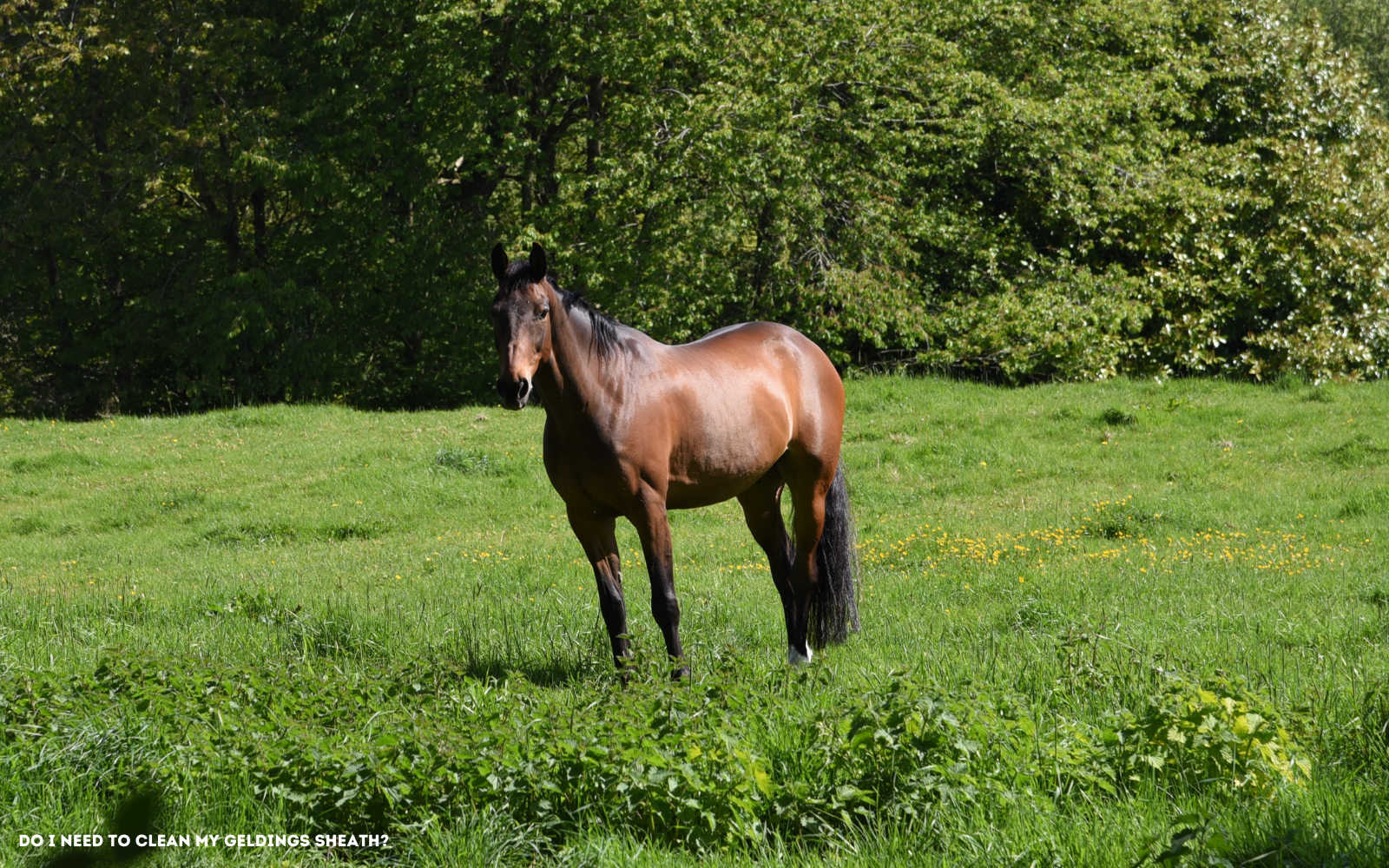 Do I need to clean my Geldings Sheath?